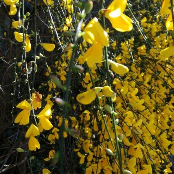 Cytisus scoparius Blomst