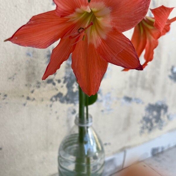 Hippeastrum puniceum Kukka