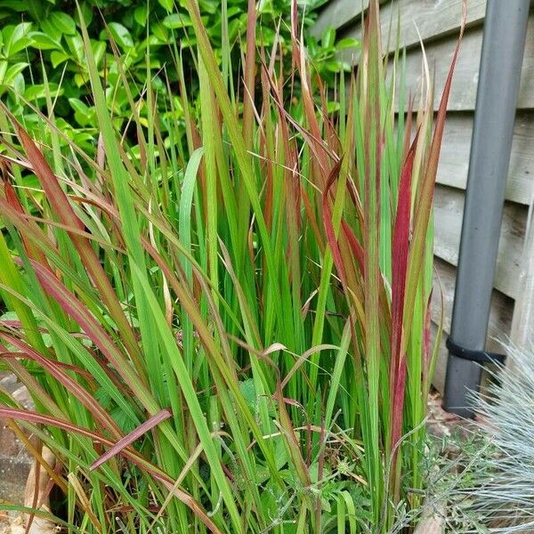 Imperata cylindrica Leaf