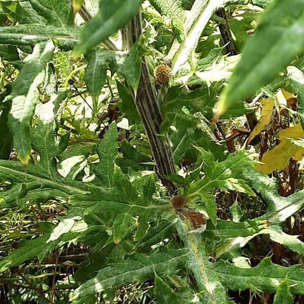 Echinops sphaerocephalus Bark