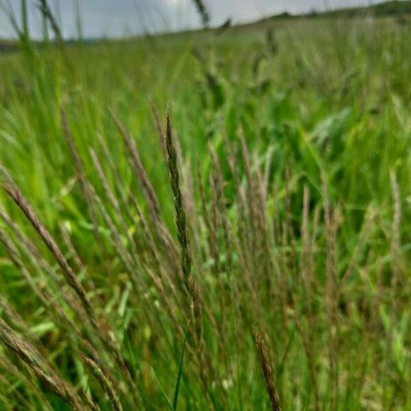 Festuca rupicola Floare