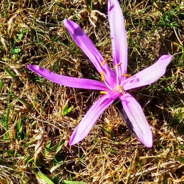 Colchicum montanum ফুল