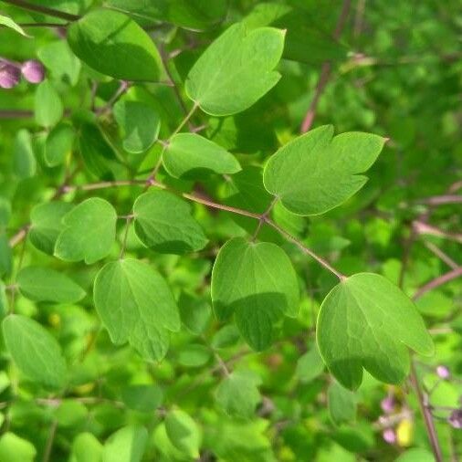 Thalictrum delavayi Leaf
