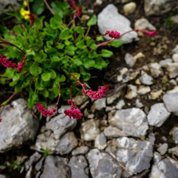 Rumex nivalis Cvet