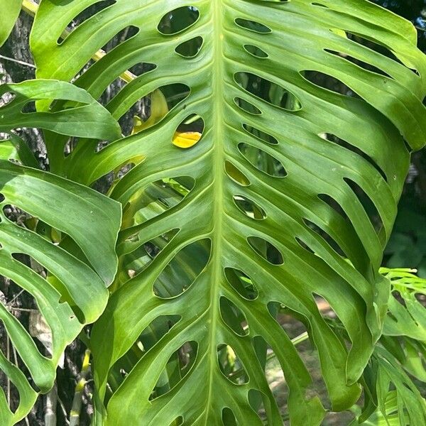 Monstera punctulata Blad