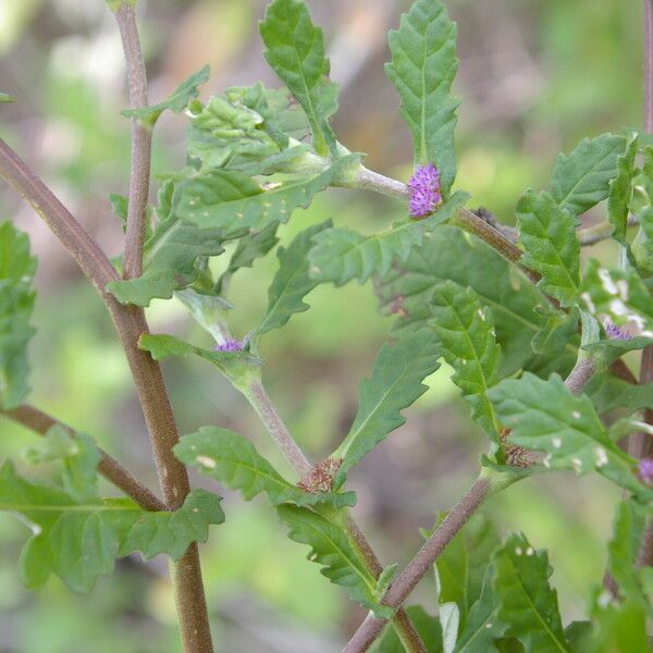 Trichospira verticillata आदत