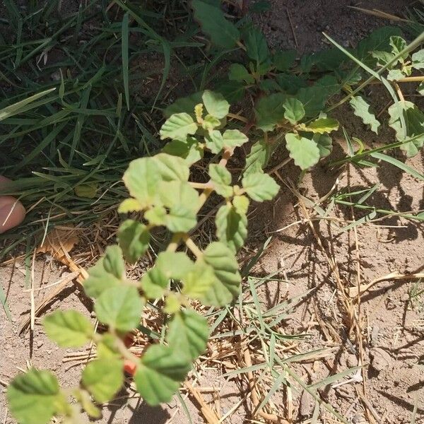 Boerhavia coccinea Blad