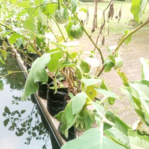 Solanum melongena 葉
