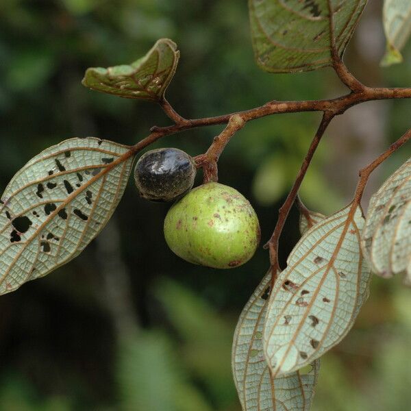 Cryptocarya velutinosa