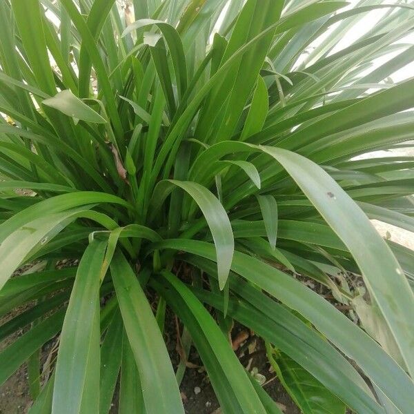 Hymenocallis littoralis Feuille