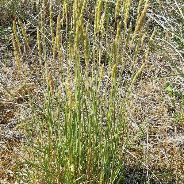 Koeleria macrantha Flor