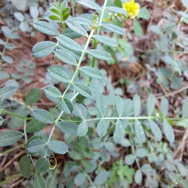 Vicia pyrenaica Лист