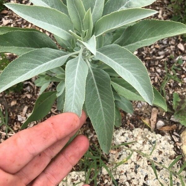 Salvia apiana Leaf