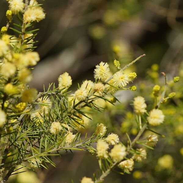 Acacia verticillata Flower