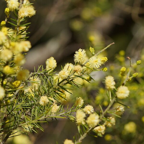 Acacia verticillata 花