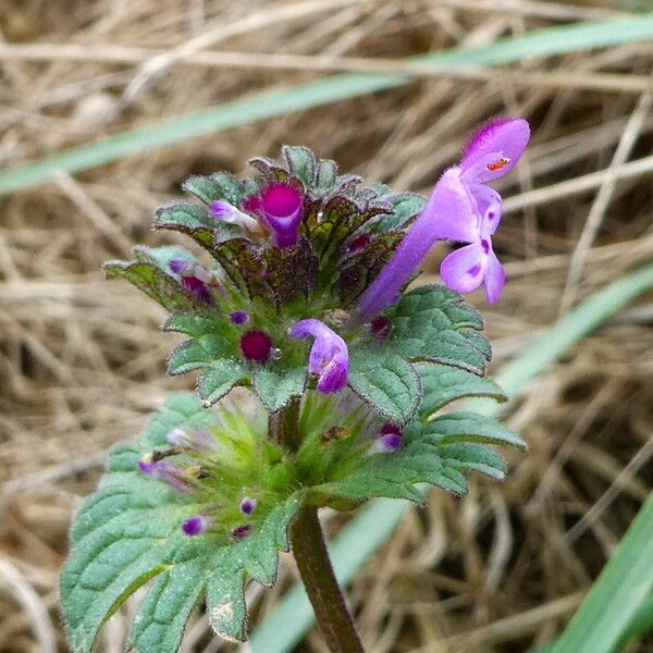 Lamium amplexicaule Květ