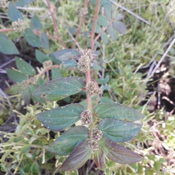 Euphorbia hirta Leaf