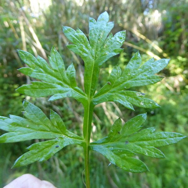 Artemisia vulgaris Fuelha