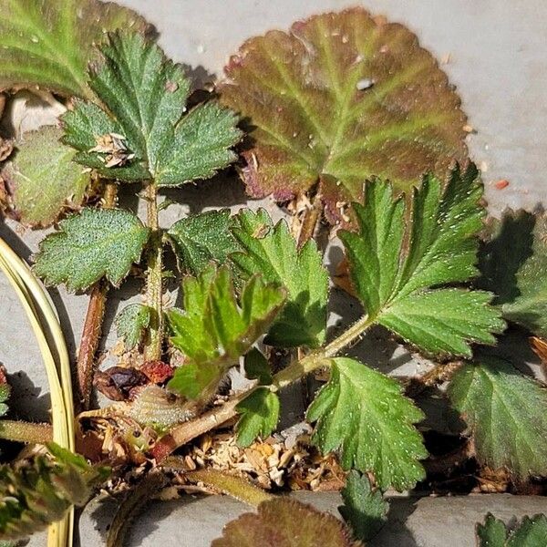 Geum canadense برگ