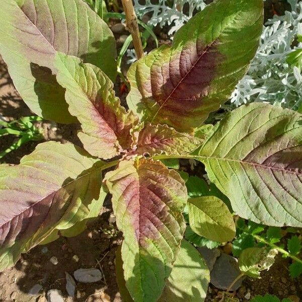 Amaranthus tricolor Leaf