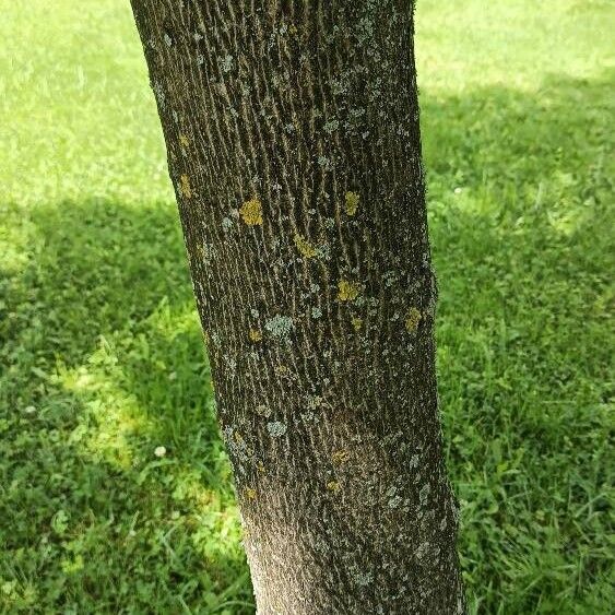 Acer platanoides বাকল