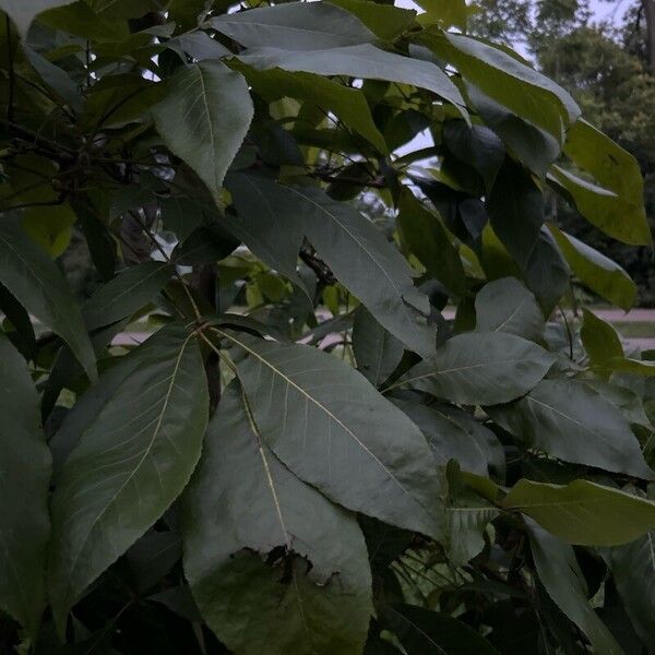 Carya ovata Leaf