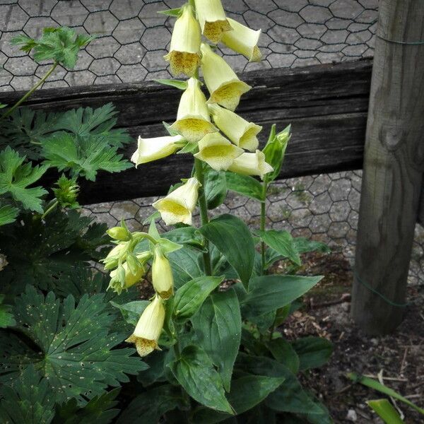 Digitalis lutea Хабит