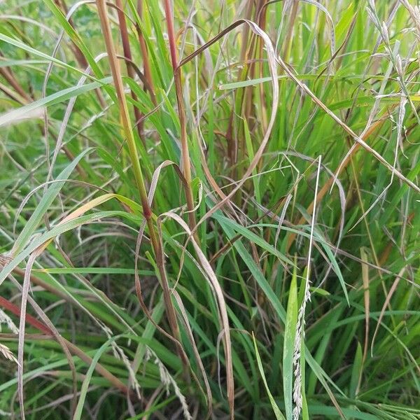 Bromus secalinus Folha