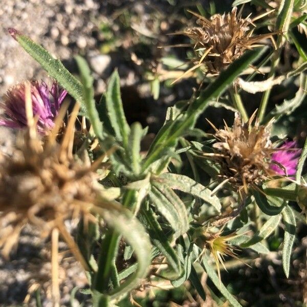 Centaurea calcitrapa Hostoa