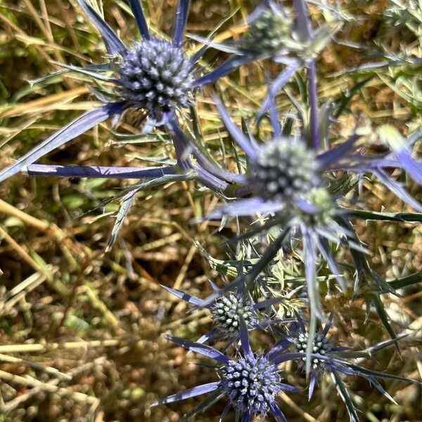 Eryngium amethystinum Flower