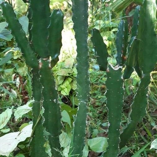 Euphorbia triangularis Ŝelo