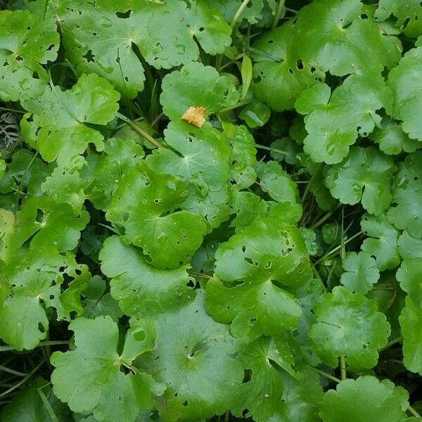 Hydrocotyle sibthorpioides Levél