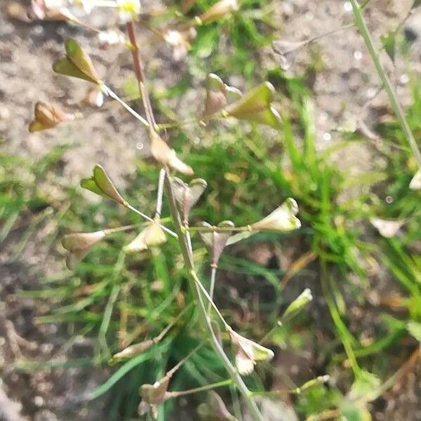 Capsella bursa-pastoris Frucht