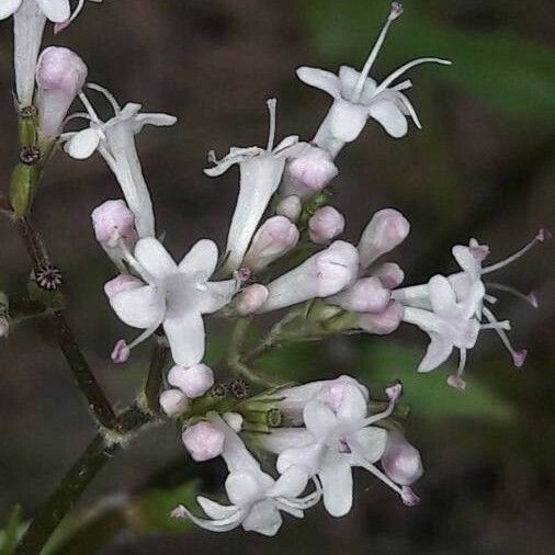 Valeriana officinalis Květ