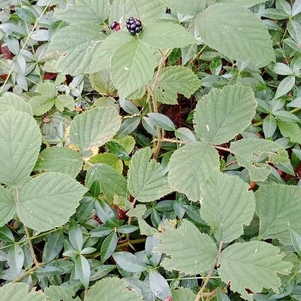 Rubus caesius Hábito