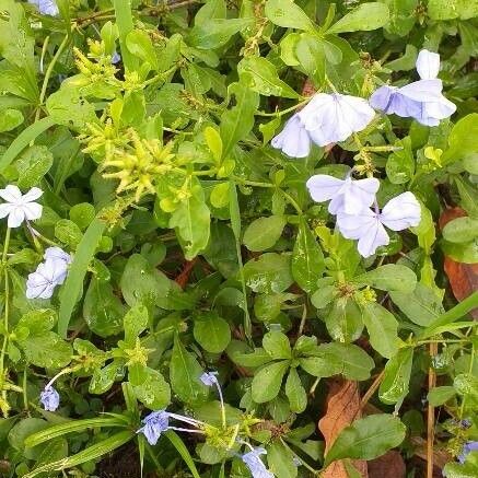 Plumbago auriculata Flower