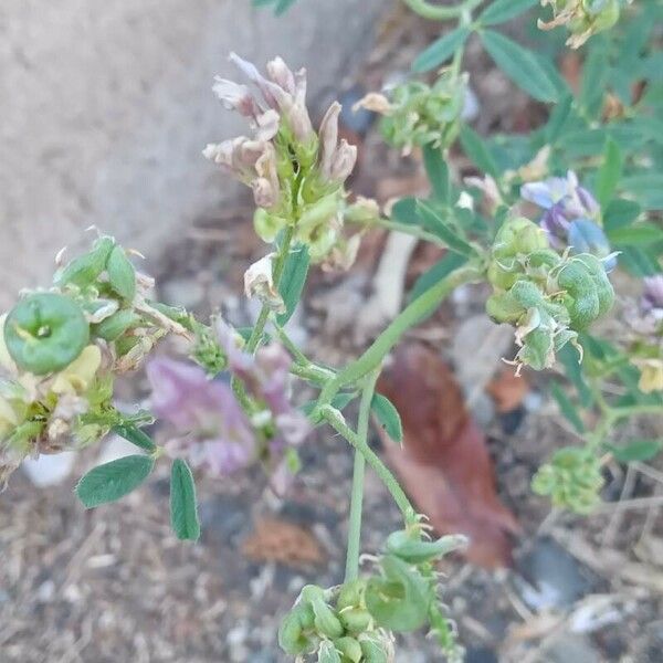 Medicago × varia Flor