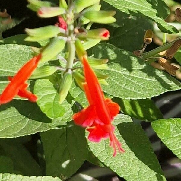 Salvia coccinea Flower