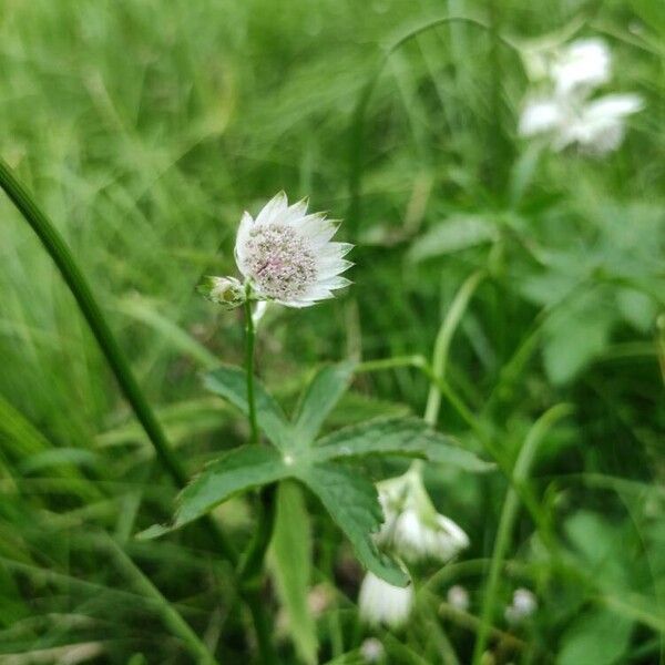 Astrantia major Λουλούδι