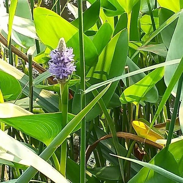 Pontederia cordata Blomma