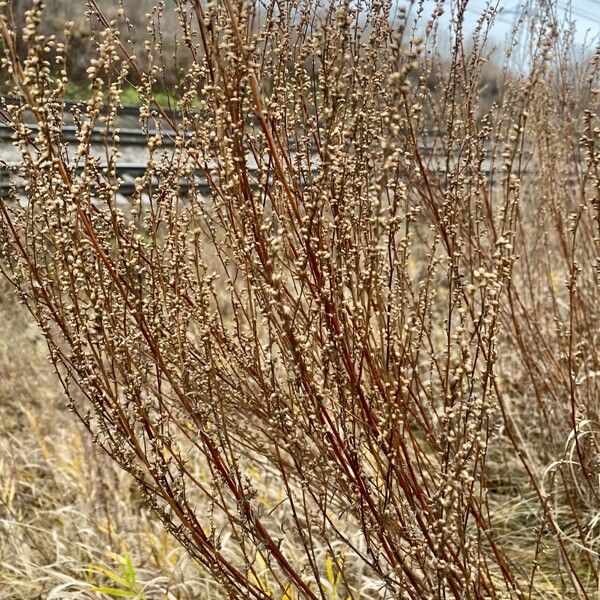 Artemisia campestris Plod