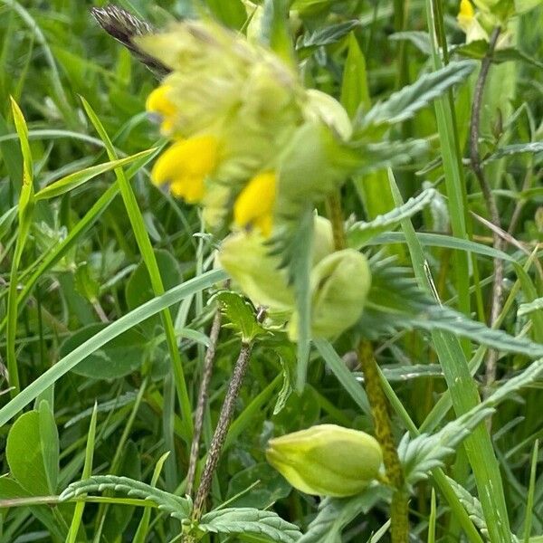 Rhinanthus minor Flower