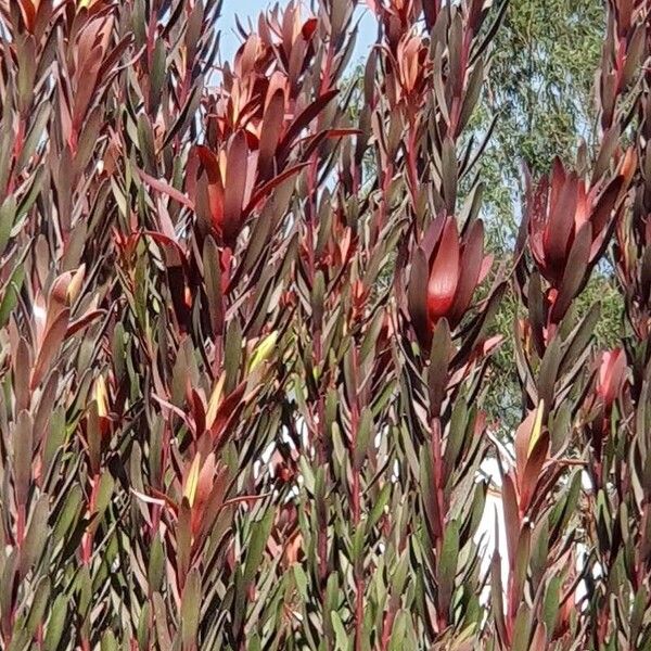 Leucadendron salignum Folio