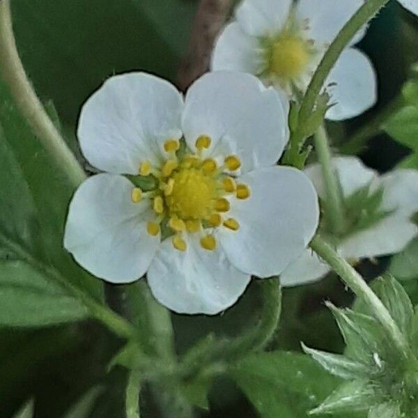 Fragaria viridis Bloem