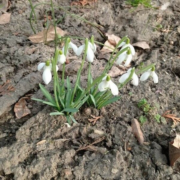 Galanthus plicatus Flower