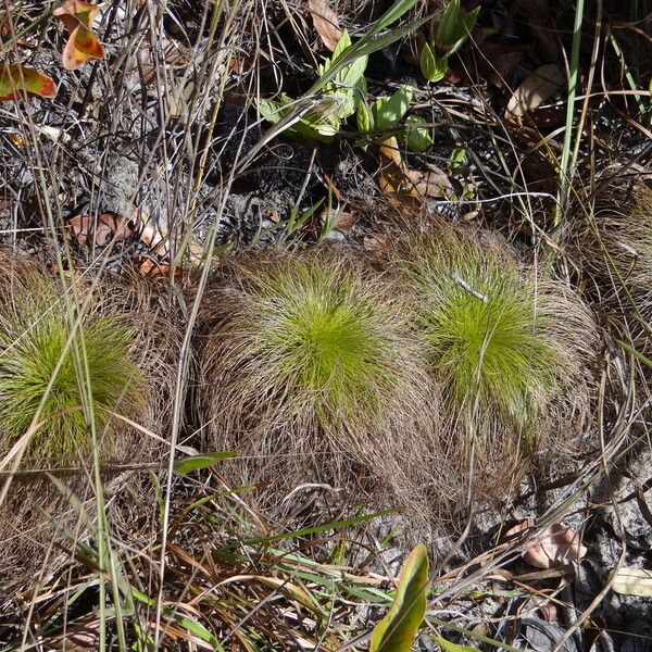 Bulbostylis paradoxa 葉