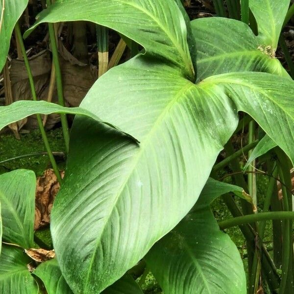 Philodendron ornatum List