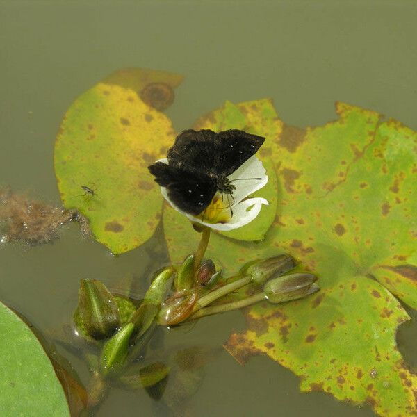 Sagittaria guayanensis Fiore