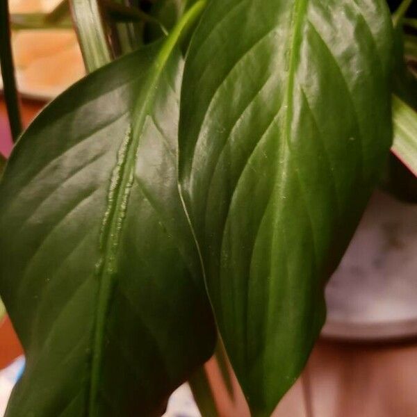 Spathiphyllum wallisii برگ