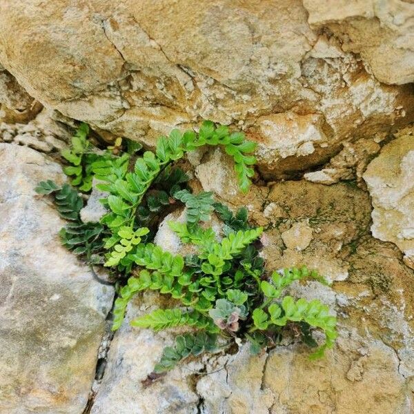 Asplenium viride Folha